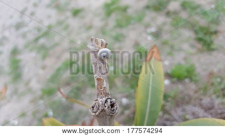Little snail on a plant, Island of Crete