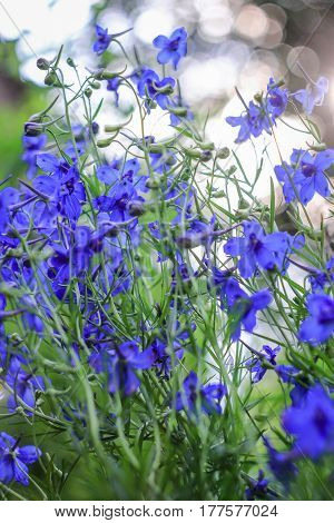 Small blue field flowers on a green background