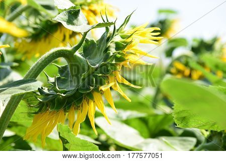 Portrait of beautiful yellow sunflower on a sky background