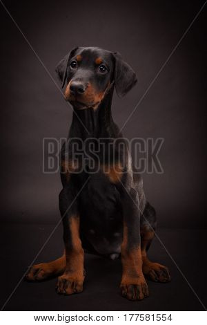 Doberman pinscher (Dobie) puppy in a studio setting