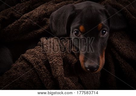 Doberman pinscher (Dobie) puppy in a studio setting