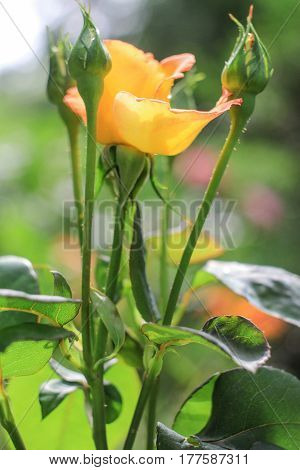 Beautiful yellow handiwork rose on a green background