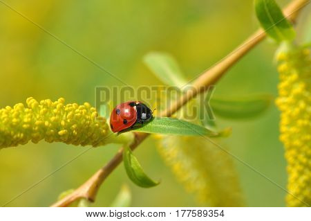 Ladybug on wild yellow flower in spring. Ladybug close-up