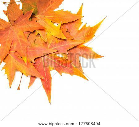 autumn leaves on a white background . A photo