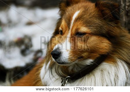 Portrait of a dog. The dog's face with long red hair closeup.