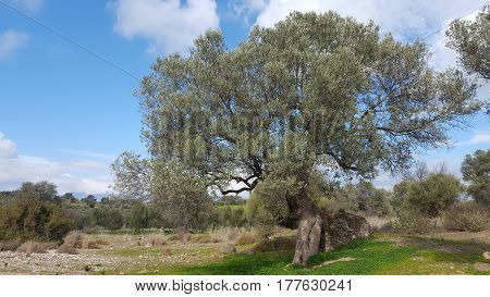 big olive tree in the countyside of Crete