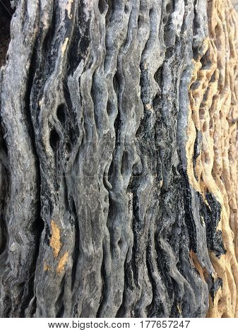 Background and texture of trees wood old