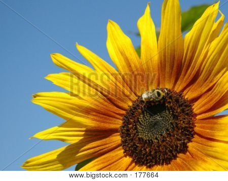 太陽の花