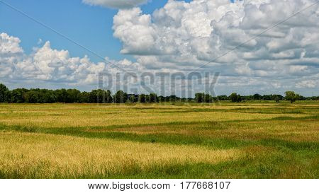Photo of rice field of bago myanmar landscpae
