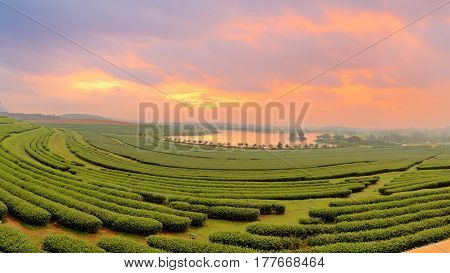Beautiful landscape of green tea farmland in the morning with dramatic sky