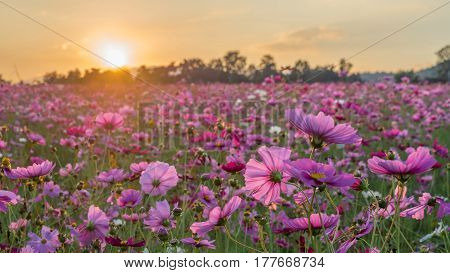 Pink and Red Cosmos flower field in the morning sunrise.Soft focus and blurred for background