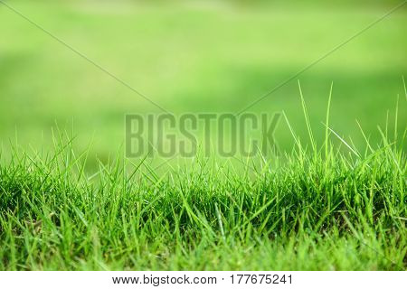 Soft defocused spring background with green grass texture