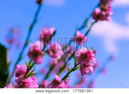 Blossoming peach tree in Aitona, a beautiful town in Catalonia, Spain. Flowers sprout during the spring and the landscape is transformed. The fields flowered transmit sensations positive and of hope.