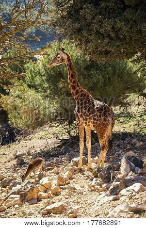 Image of a giraffe in company with capibara