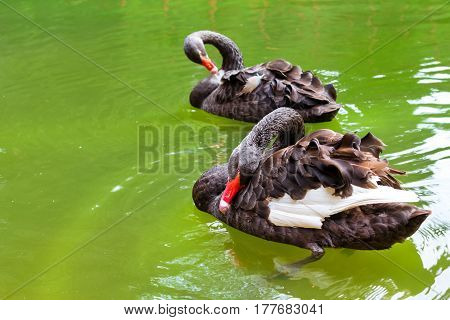 Black Swans Swim In Green Pond. Juozo Alus Palanga