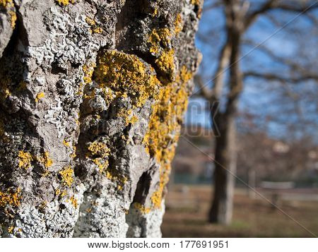 Nice tree bark with moss and lichen texture