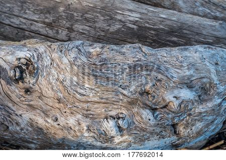 A closeup shot of a warped driftwood log.
