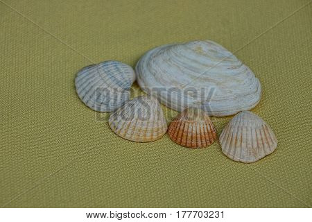 Set of seashells on the yellow light brown background