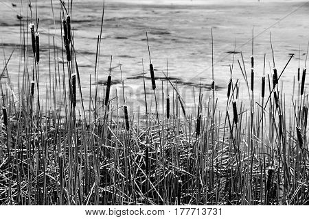 Dry reeds in thickets on a winter swamp