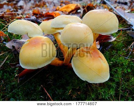 Mushrooms on the moss in the autumn forest