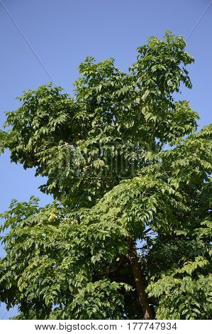 fresh green Millingtonia hortensis tree in nature garden