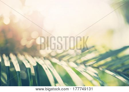 Tropical Background Palm Trees Branches Sun Light
