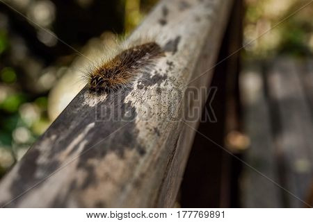 Gypsy Moth Caterpillar