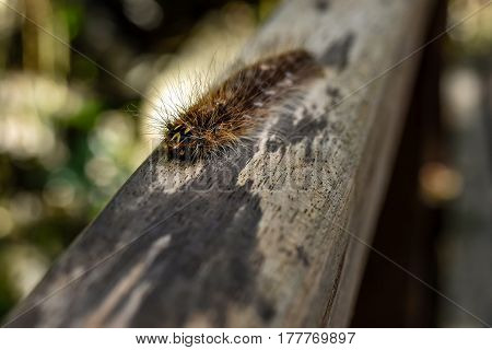 Gypsy Moth Caterpillar