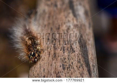Gypsy Moth Caterpillar