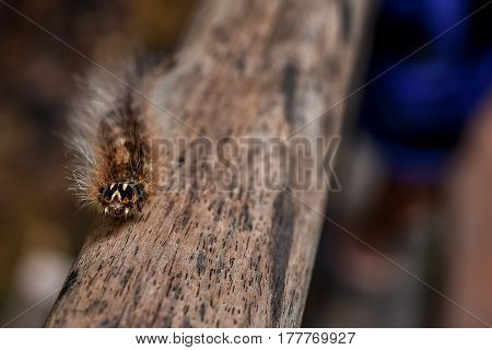 Hairy furry Gypsy Moth caterpillar walking a long wooden hand rail of a jungle walk way in South East Asia Close up with depth of field.