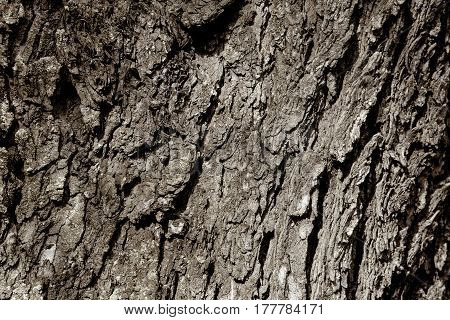 Wood natural texture tree nature closeup view