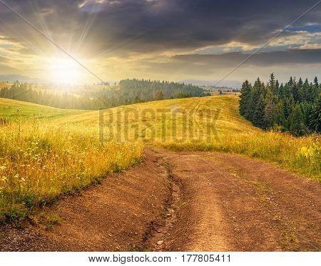 forest in mountain rural area. green agricultural field on a hillside. beautiful summer scenery at sunset