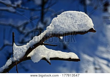 Dry branch of a tree under white snow in a winter forest