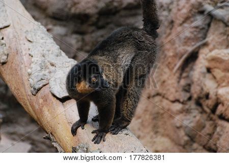 Really adorable collared brown lemur standing on a fallen tree.