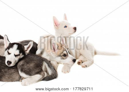 group of happy siberian husky puppies on white. Beautiful puppies