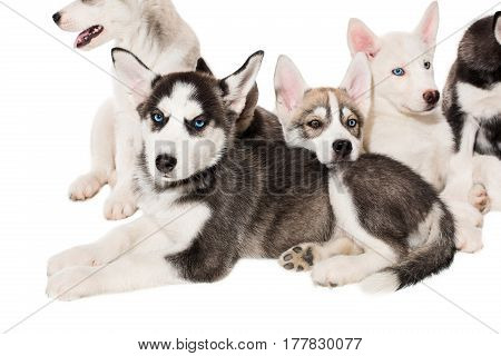 group of happy siberian husky puppies on white. Beautiful puppies