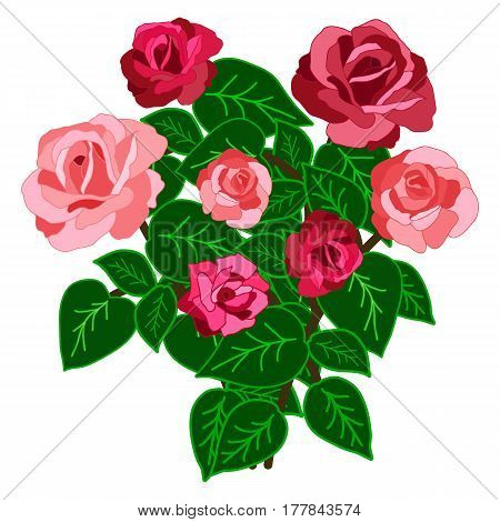 Rose bouquet isolated on white background. Vector illustration