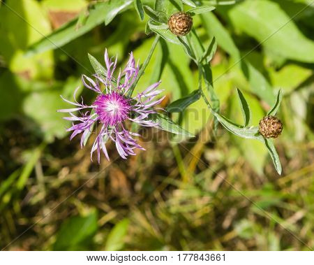 Blooming Brown Knapweed Centaurea jacea macro selective focus shallow DOF.