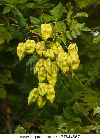 Golden Rain tree Koelreuteria paniculata unripe seed pods close-up selective focus shallow DOF.