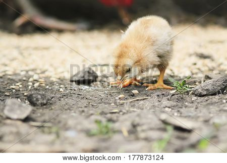 little yellow chick pecks the grain in the yard