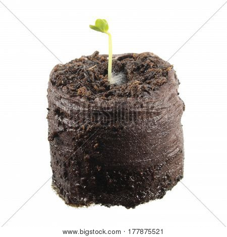 Seedling of radish in clod of soil isolated on white background