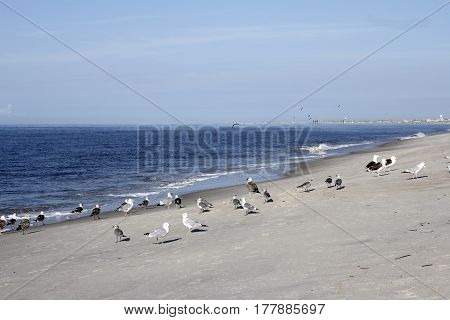 Many wild seagull birds on the beach in Caswell Beach North Carolina on a sunny day. Seagull birds on the Atlantic Ocean coast shore in Caswell Beach North Carolina.
