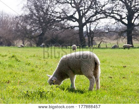 A lamb in the field eating grass