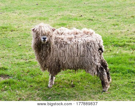 A wild sheep striking a pose in a field