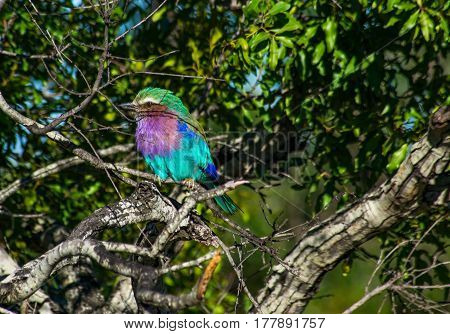 Lilac Breasted Roller sitting in a Magic Guarry tree