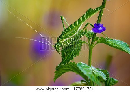 Acacia Katydid feeding on a shrub with purple flowers