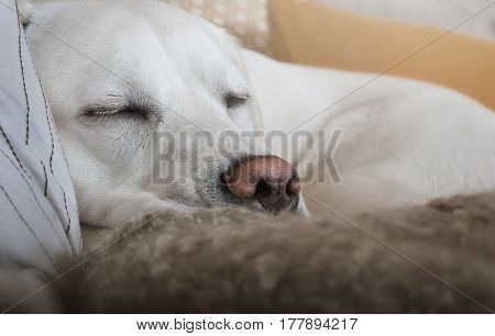 tired sleeping labrador retriever dog puppy with cute nose