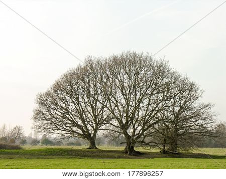 Trees in Dedham standing tall and lush
