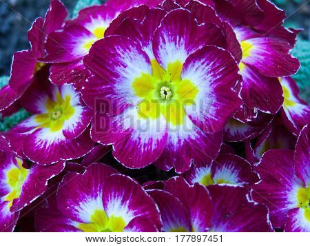 Some gorgeous spring flowers in spring light