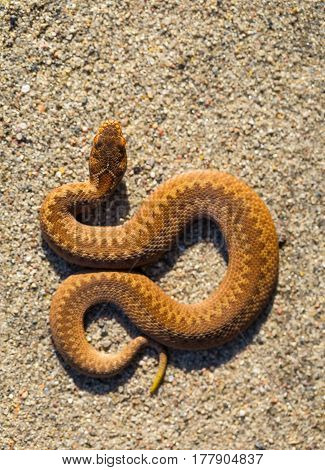 Adder (vipera Berus) Basking On Sun